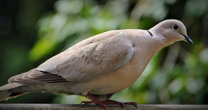 طائر اليمام