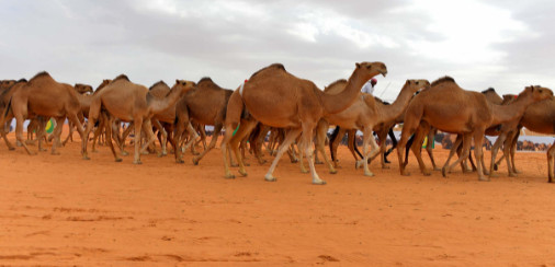 قصة الجمل الأعرج