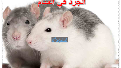 الجرذ في المنام