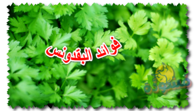 فوائد البقدونس